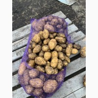 Картофель ОПТОМ, от фермера! калибр (4-6+)