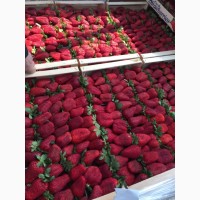 Клубника fresh strawberry (йемен) оптом