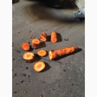 Морковь Селивано