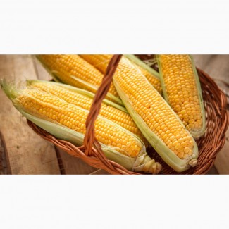 Семена кукурузы от производителя скидки