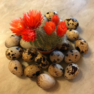 Инкубационные яйца перепелов - Фараона, Краснодар
