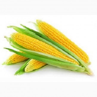 Семена кукурузы Адэвей, LG 31172