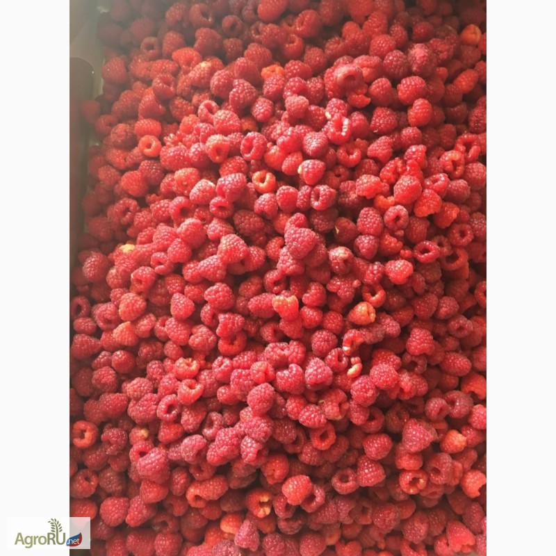 Фото 5. Продается ягода малины замороженная. Ремонтантных сортов. Оптом