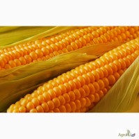 Семена гибридов кукурузы Пионер