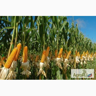 Семена гибриды кукурузы Pioneer П8400 (ФАО 270)