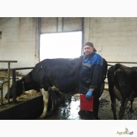 Обрезка копытец коров компанией Благовет