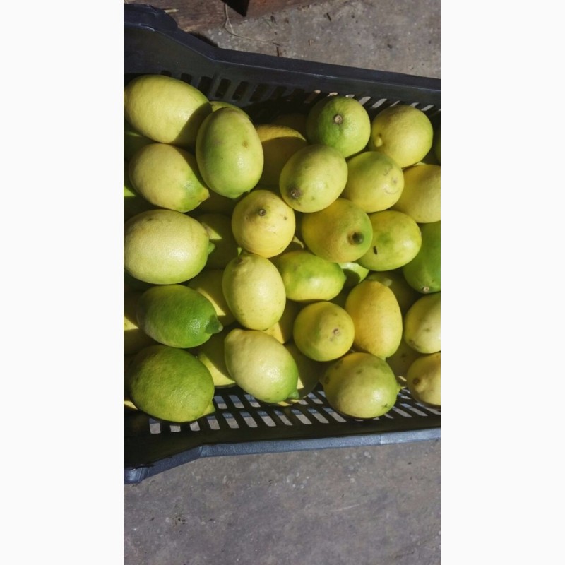 Фото 3. Лимон из Ливана