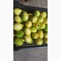 Лимон из Ливана