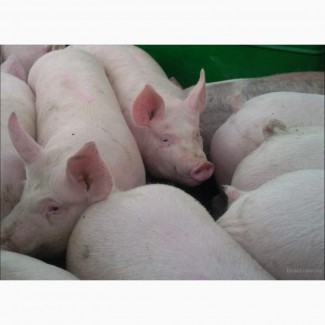 Продам свиней живым весом на забой