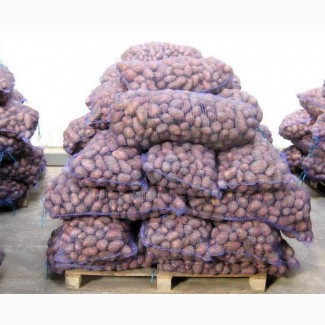 Картофель продовольственный (5+) оптом от производителя 14р/кг