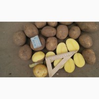Картофель ГАЛА 5+ оптом напрямую от производителя со склада в Москве