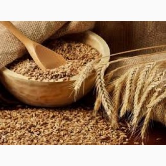 Закупаем пшеницу 4 класса, сою, жмых подсолнечника по CİF ценам для экспорта в Турцию