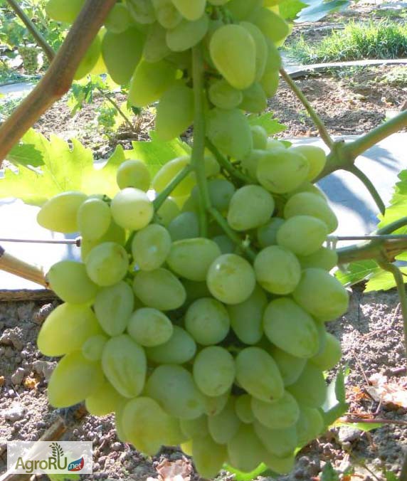 Фото 2. Саженцы и черенки винограда самых надежных сортов