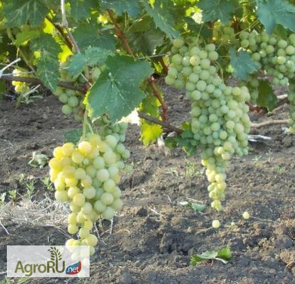 Фото 3. Саженцы и черенки винограда самых надежных сортов