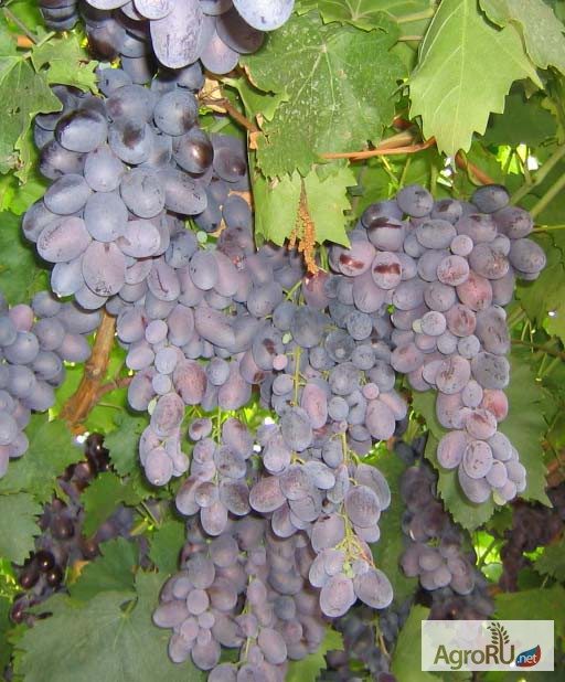 Фото 4. Саженцы и черенки винограда самых надежных сортов