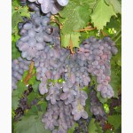 Саженцы и черенки винограда самых надежных сортов