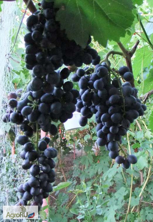 Фото 5. Саженцы и черенки винограда самых надежных сортов