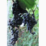 Саженцы и черенки винограда самых надежных сортов