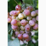 Элитные сорта винограда саженцы и черенки