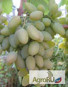 Фото 4. Элитные сорта винограда саженцы и черенки