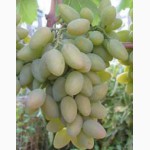 Элитные сорта винограда саженцы и черенки