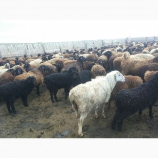 Продаем овец, барашков живым весом