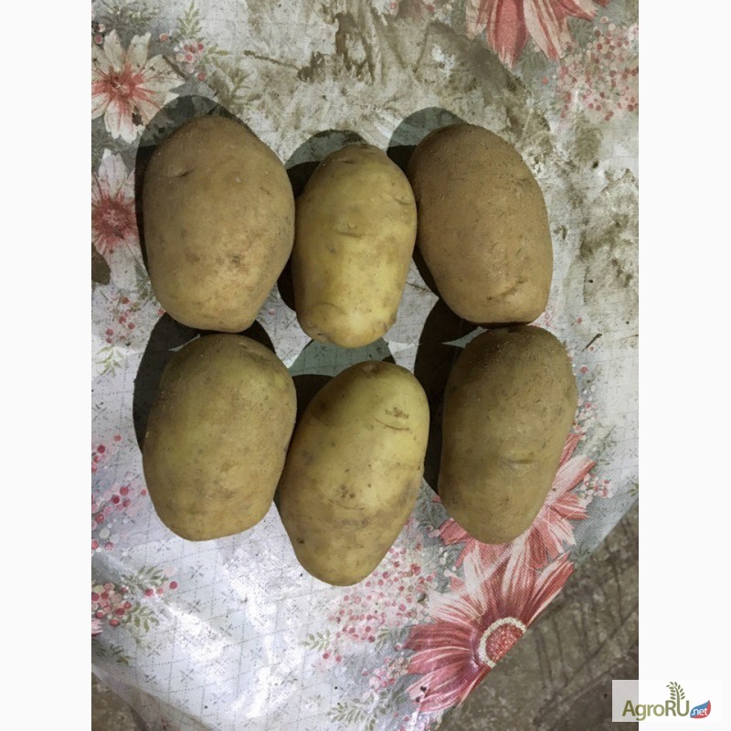 Картофель янка фото и описание