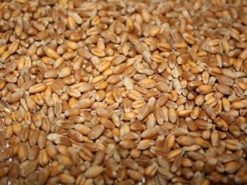 Фото 2. Фуражное зерно с доставкой по Владимирской области: ячмень, пшеница, овес, кукуруза, шрот