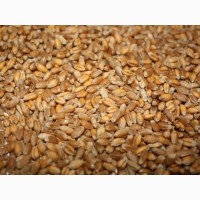 Фуражное зерно с доставкой по Владимирской области: ячмень, пшеница, овес, кукуруза, шрот