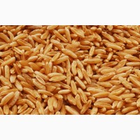 Фуражное зерно с доставкой по Владимирской области: ячмень, пшеница, овес, кукуруза, шрот