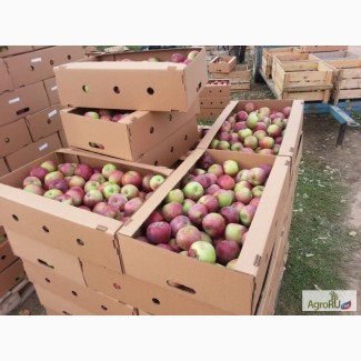 Яблоки оптом 65+ от производителя 36 руб. / кг