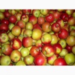 Яблоки оптом 65+ от производителя 36 руб. / кг