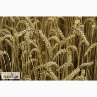 Продаём семена озимой пшеницы Юмпа