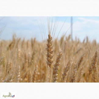 Семена озимой пшеницы Краснодарская 99, Курс