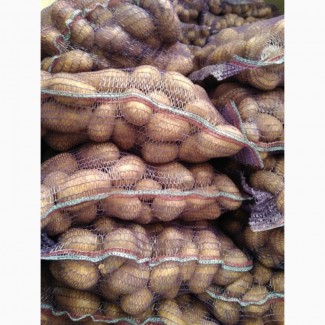 Картофель со склада хозяйства, поставляем на экспорт