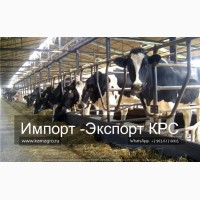 Продажа коров дойных, нетелей молочных пород в Агидель