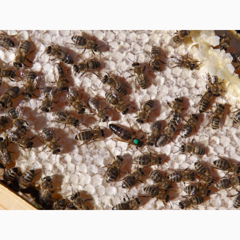 Фото 2. Продам пчеломаток 2022 Украинская степ. Карпатской породи и Карника Белгородская обл