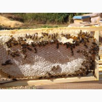 Продам пчеломаток 2022 Украинская степ. Карпатской породи и Карника Белгородская обл