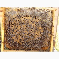 Продам пчеломаток 2022 Украинская степ. Карпатской породи и Карника Белгородская обл