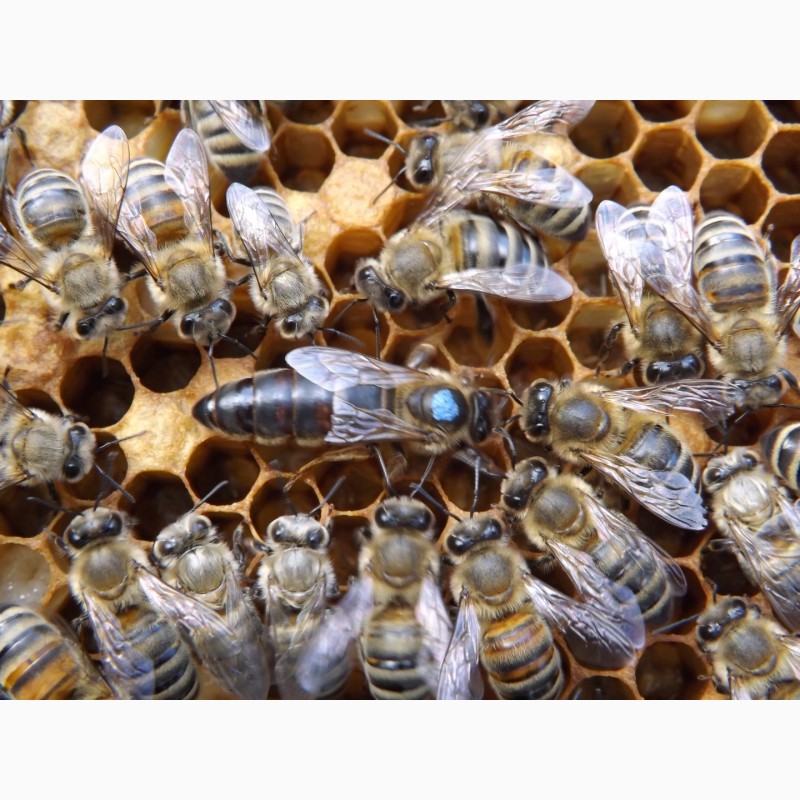 Фото 6. Продам пчеломаток 2022 Украинская степ. Карпатской породи и Карника Белгородская обл