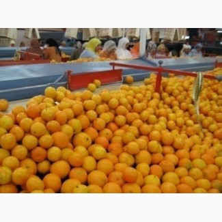 Продажа Клементинов, Мандаринов (Марокко)