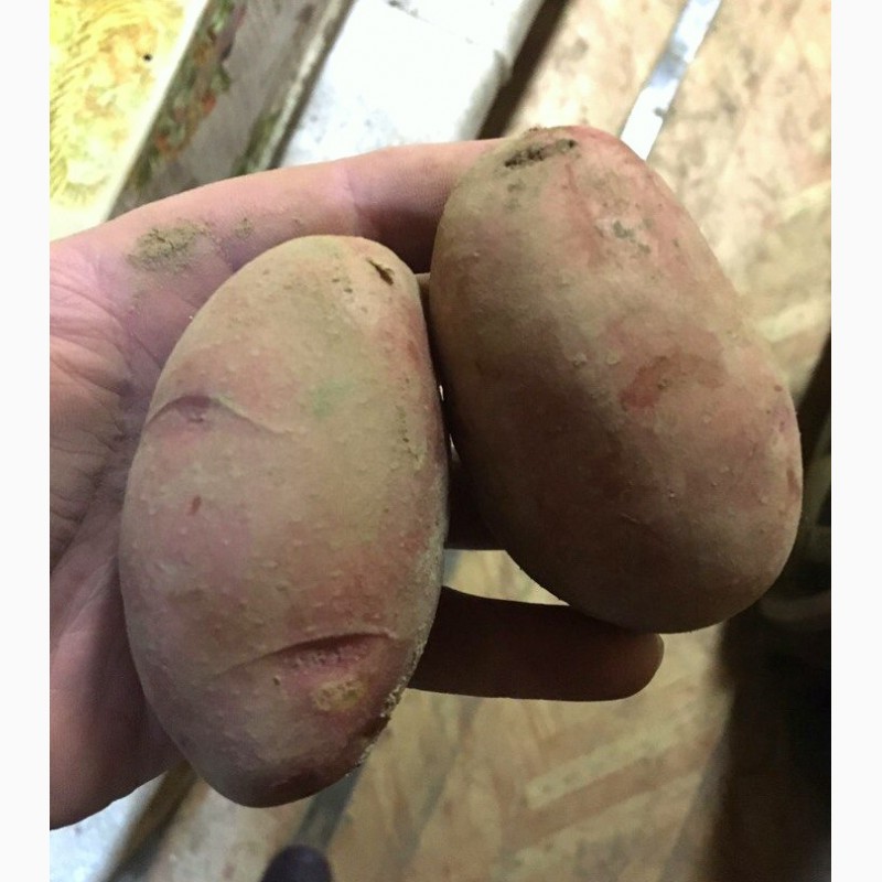 Фото 3. Продажа картофеля. Опт от 20 тонн