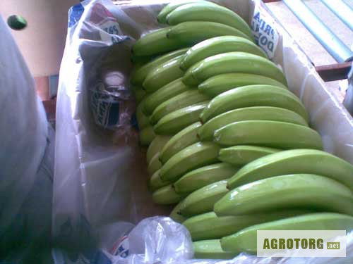 Фото 2. Свежие бананы оптом из Эквадора.