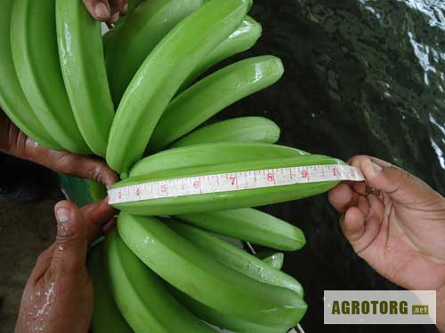 Фото 3. Свежие бананы оптом из Эквадора.