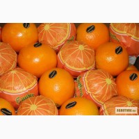 Апельсины египетские