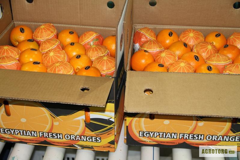 Фото 2. Апельсины египетские
