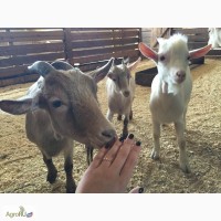Продам карликовых камерунских мини коз