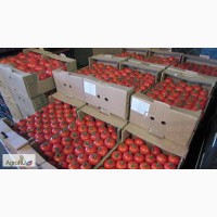 Турецкие помидоры оптом от производителя