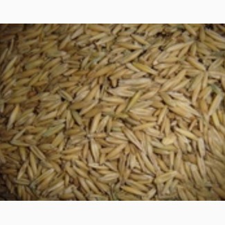 Фуражное зерно в Вологодской области: ячмень, пшеница, овес, кукуруза, шрот