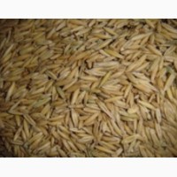 Фуражное зерно в Вологодской области: ячмень, пшеница, овес, кукуруза, шрот
